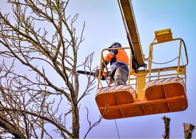 VAMC Pittsburg Hazardous Tree Removal