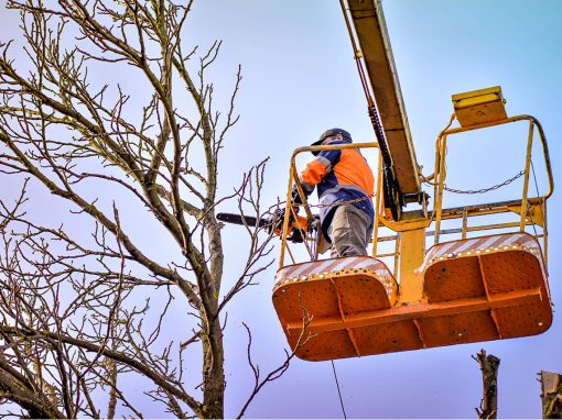 VAMC Pittsburg Hazardous Tree Removal